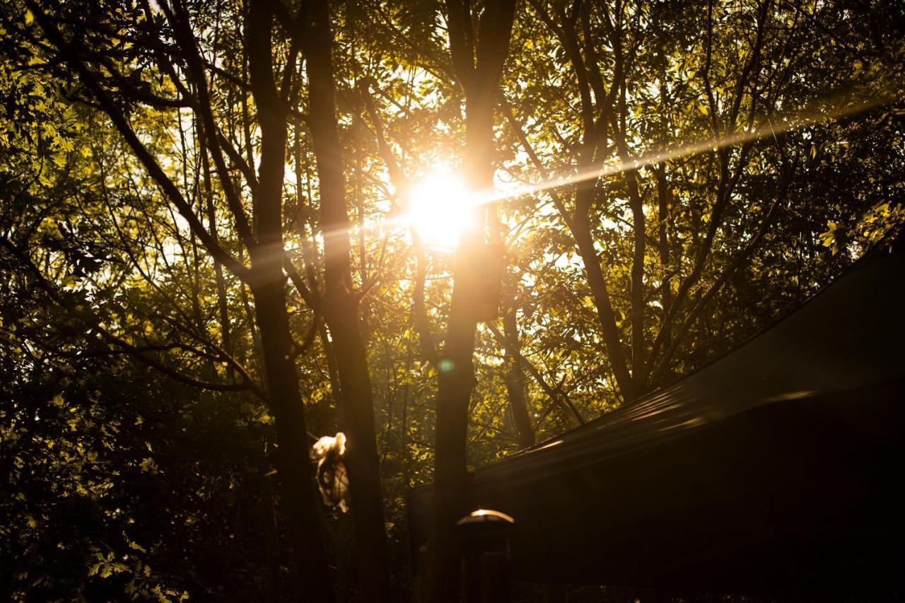 Luxury tent Dgg Woodland Escape